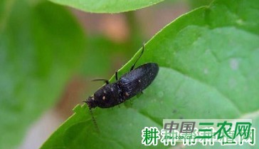 种植牛蒡如何防治金针虫？